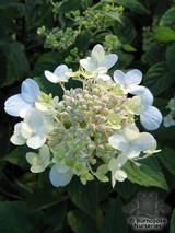 HYDRANGEA paniculata 'Pink Diamond' HYDRANGEA paniculata 'Pink Diamond'
